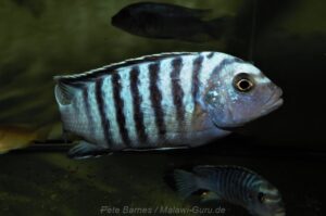 Metriaclima phaeos 'Hai Reef'